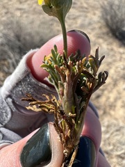 Leptosyne calliopsidea