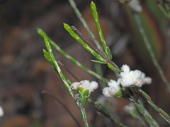 Lachnaea greytonensis