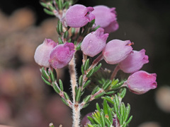 Erica tomentosa