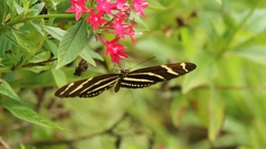 Heliconius charithonia