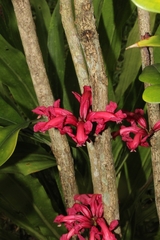 Phyllarthron cauliflorum