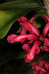 Phyllarthron cauliflorum