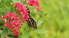Heliconius charithonia