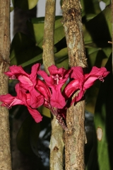 Phyllarthron cauliflorum