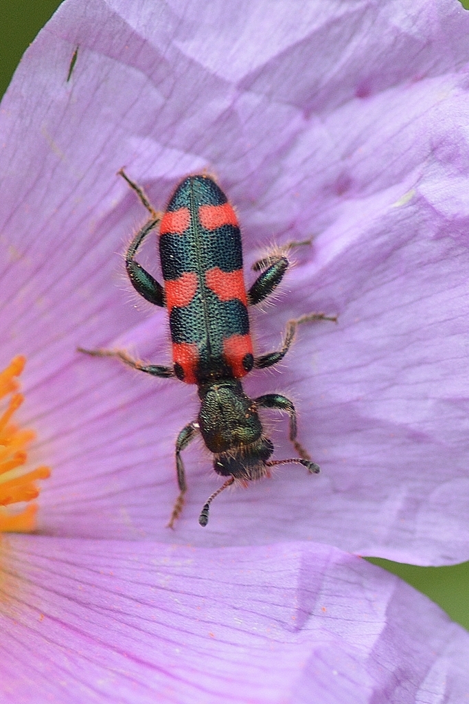 Trichodes leucopsideus