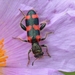 Escarabajo Ajedrezado - Photo (c) Francesca Graziani, algunos derechos reservados (CC BY-NC)