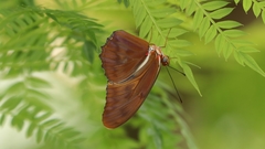 Dryas iulia