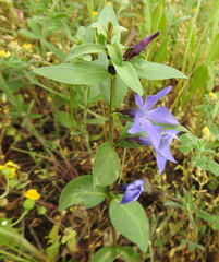 Vinca herbacea