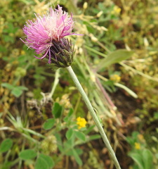 Asteraceae