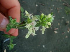Stachys annua