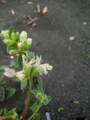 Stachys annua