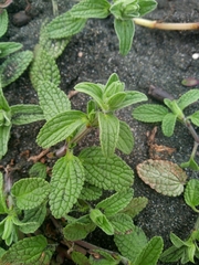 Stachys annua