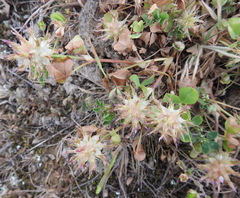Trifolium spumosum
