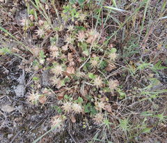 Trifolium spumosum