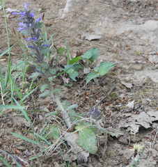 Ajuga orientalis