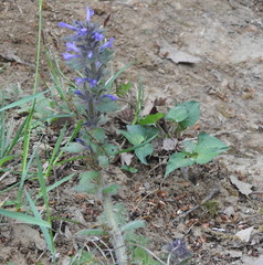 Ajuga orientalis
