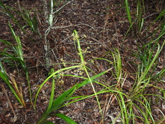 Cyperus decompositus