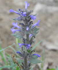 Ajuga orientalis