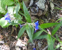 Aegonychon purpurocaeruleum