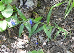 Aegonychon purpurocaeruleum