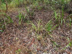 Cyperus decompositus