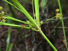 Cyperus decompositus