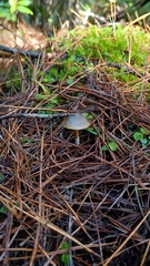 Psilocybe aucklandiae