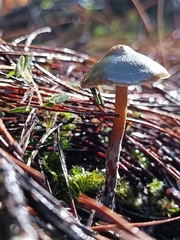 Psilocybe aucklandiae
