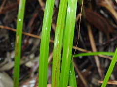 Cyperus decompositus
