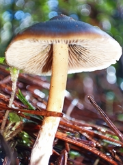 Psilocybe aucklandiae