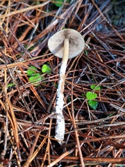 Psilocybe aucklandiae