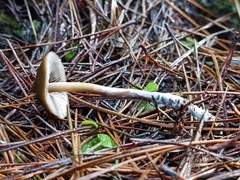 Psilocybe aucklandiae