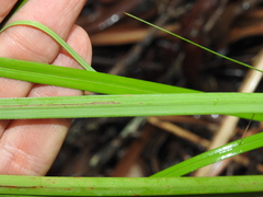 Cyperus decompositus