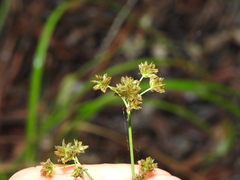 Cyperus decompositus