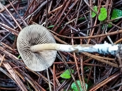 Psilocybe aucklandiae