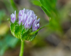 Trifolium barbigerum