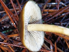 Psilocybe aucklandiae