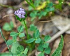 Trifolium barbigerum
