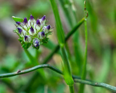 Trifolium barbigerum