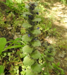 Ajuga orientalis