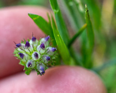 Trifolium barbigerum