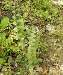 Ajuga orientalis