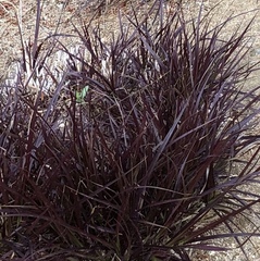 Ophiopogon planiscapus