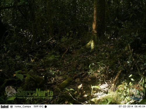 Deppe's Squirrel
