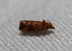Lobesia xylistis