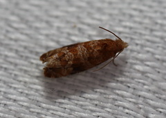 Lobesia xylistis