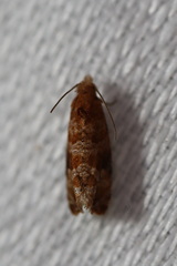 Lobesia xylistis