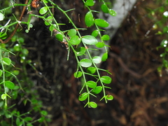 Everistia vacciniifolia
