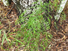 Everistia vacciniifolia