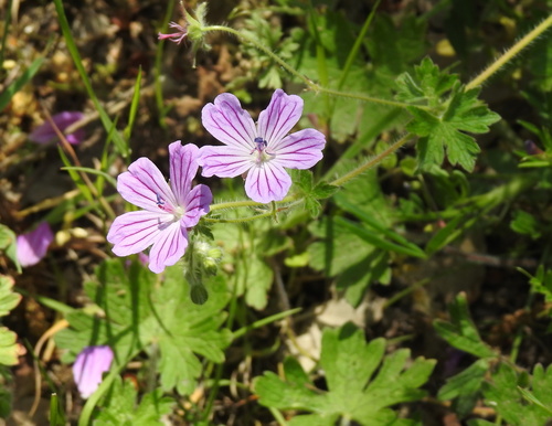 Image of Geranium albanum by (c) Konstantin Grebennikov, some rights reserved (CC BY)